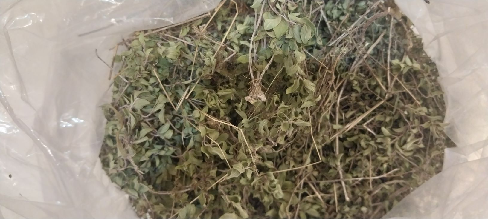 گیاهان دارویی